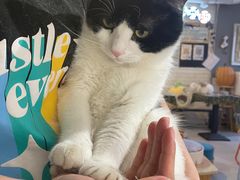-平行世界·猫咖(首经贸店)
