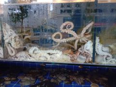 -东海章鱼馆(恒瑞街店)