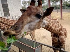 长颈鹿-石家庄市动物园