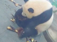 -无锡动物园·太湖欢乐园