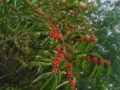 -永定河休闲森林公园