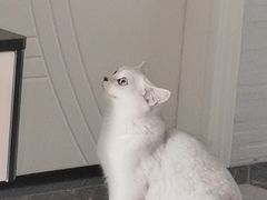 -喵zoo家庭繁育猫舍(尖东智能花园店)