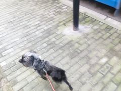 -暖阳宠物医院·犬猫康复中心·骨科