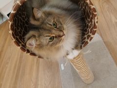 -COLOR PETS 撸猫馆·购猫·猫咖(长风大悦城店)