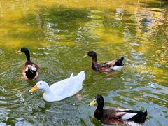 -南宫五洲植物乐园