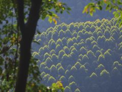 -黄埔油麻山森林公园