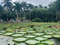 -中国科学院西双版纳热带植物园