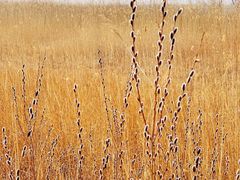 -野鸭湖国家湿地公园