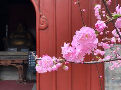 -大觉寺-停车场