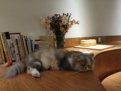 -有猫主题·治愈系猫咖(曾厝垵店)