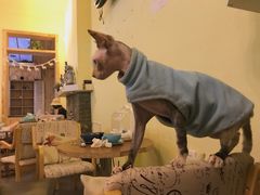 -猫色咖啡·猫咖