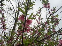 -成都蒲江花样年福朋喜来登度假酒店·宜客乐西餐厅