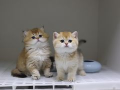 -lincat·猫舍(广州店)