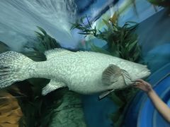 -上海海洋水族馆