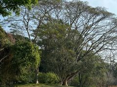 -中国科学院西双版纳热带植物园