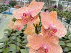 -兰陵国家农业公园