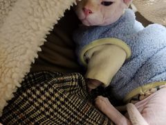 -猫腻·猫咖·撸猫馆(星光大道店)
