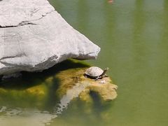 -观唐（国际）度假村温泉