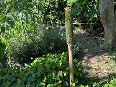 -中国科学院西双版纳热带植物园