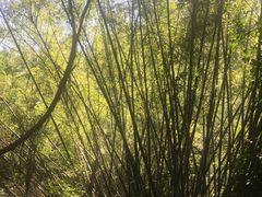 -滴水岩森林公园