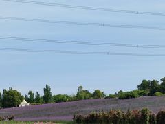 -紫颐香薰山谷景区