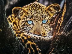 -罗红摄影艺术馆