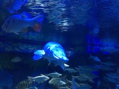 -成都浩海立方海洋公园