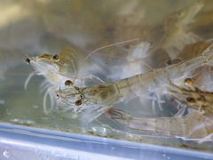 -海之鲜大排档(东山海鲜金銮湾店)