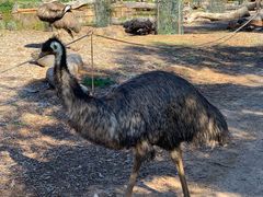 -威勒比开放式动物园