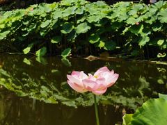 -陈家山荷花公园