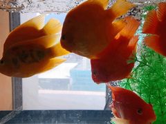 -華苑喜宴(美林广场店)