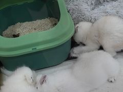-糯米喵星人总部直营旗舰店·猫舍·幼猫出售