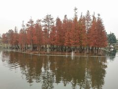 -白鹭湾湿地公园
