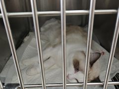 -宠福鑫康馨动物医院·骨科·眼科