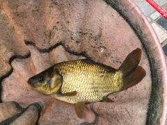 -酷鱼垂钓CLUB(朝阳区博大路店 )