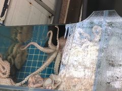 -东海章鱼馆(恒瑞街店)