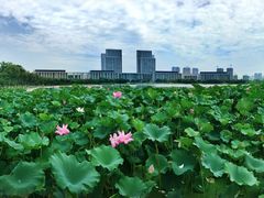 -尚贤河湿地
