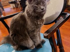 -猫小院猫主题咖啡厅(北锣店)