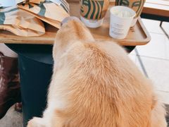 -星巴克(深圳领航里购物中心店)