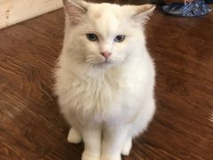 -浅草猫吧猫咖 购宠桌游 约会社交(红鼎国际名苑店)