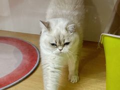 -青奢宠物·青奢猫舍