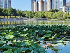 -后襄河公园