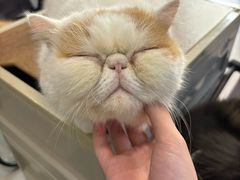 -Heymao猫咖.咖啡厅(东门店)