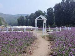 android_upload_pic-紫海香堤香草艺术庄园