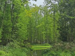 -桤木河湿地公园