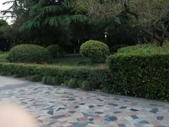 -神仙树公园