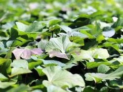 -姜美堂·蒸姜除湿の纤体美颜馆