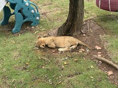 -西霞口神雕山野生动物世界