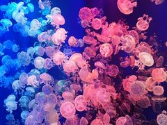 -成都浩海立方海洋公园