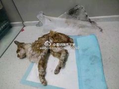 盛京一禾-盛京一禾